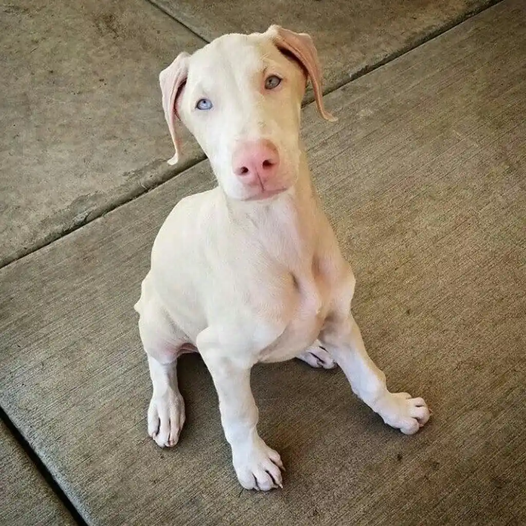 Dóberman albino macho en Manizales