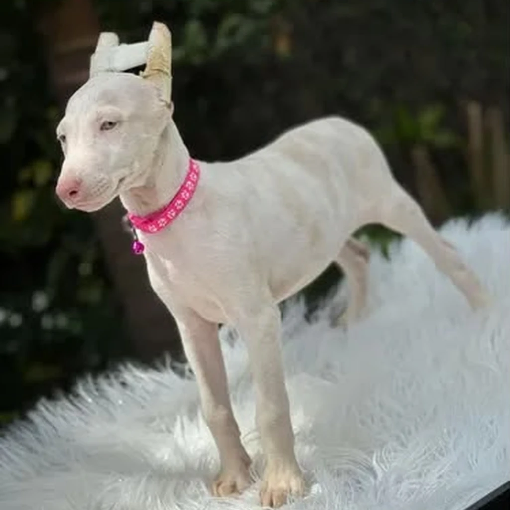 Dóberman Pink Merle de criadero premium