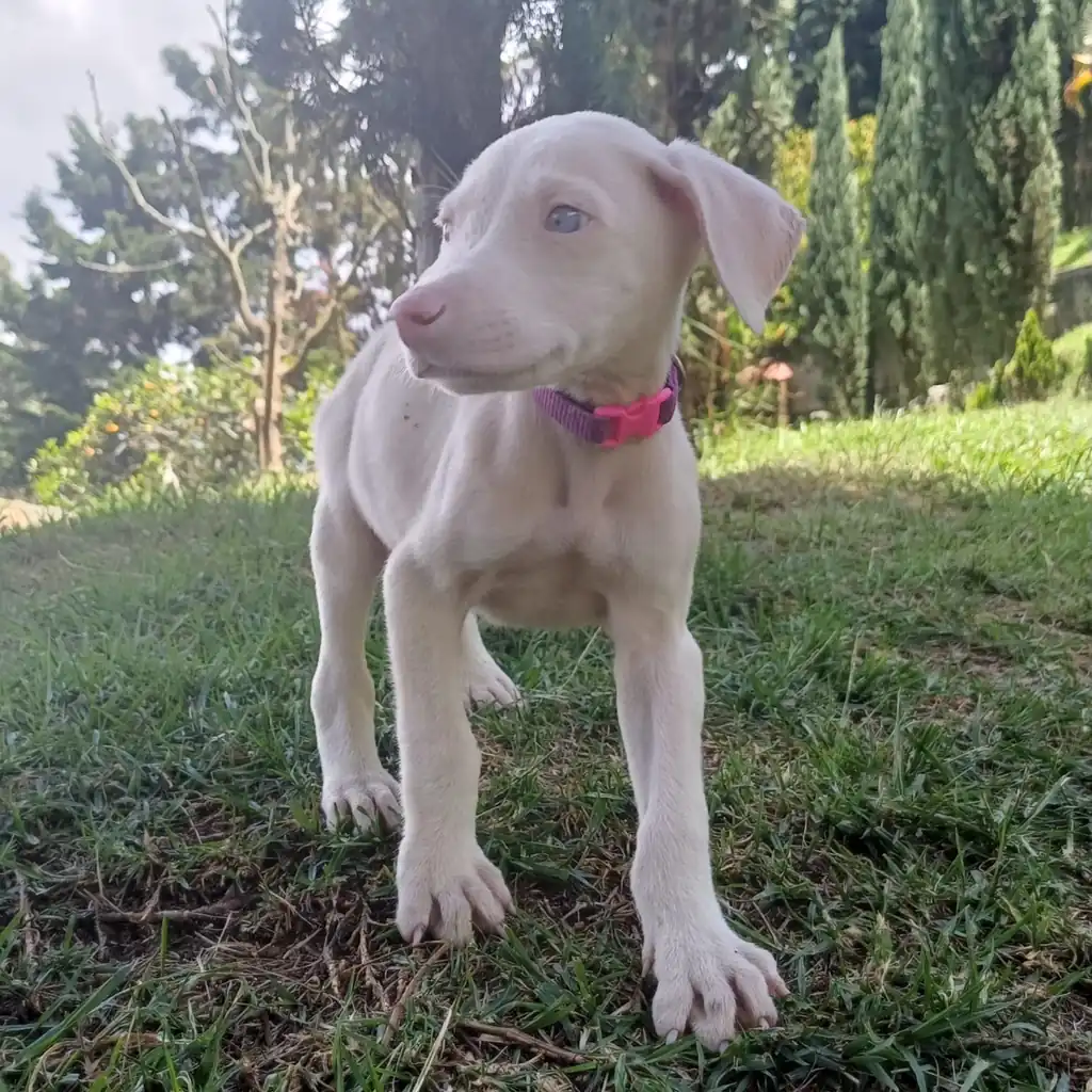 Dóberman albino hembra en Llano Grande